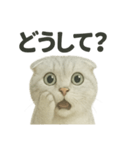 びっくり猫（スコティッシュホールド）（個別スタンプ：5）