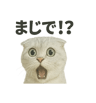 びっくり猫（スコティッシュホールド）（個別スタンプ：6）