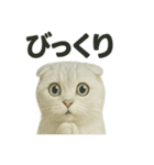 びっくり猫（スコティッシュホールド）（個別スタンプ：7）
