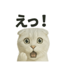 びっくり猫（スコティッシュホールド）（個別スタンプ：8）