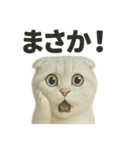びっくり猫（スコティッシュホールド）（個別スタンプ：9）