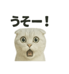 びっくり猫（スコティッシュホールド）（個別スタンプ：10）