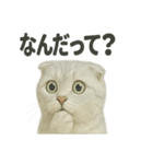 びっくり猫（スコティッシュホールド）（個別スタンプ：11）