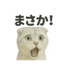 びっくり猫（スコティッシュホールド）（個別スタンプ：12）