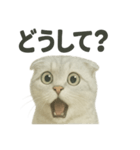 びっくり猫（スコティッシュホールド）（個別スタンプ：13）