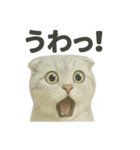 びっくり猫（スコティッシュホールド）（個別スタンプ：14）