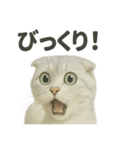 びっくり猫（スコティッシュホールド）（個別スタンプ：15）