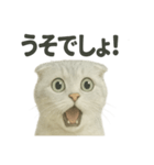 びっくり猫（スコティッシュホールド）（個別スタンプ：16）