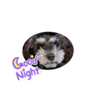 Miniature Schnauzer TENN（3歳）（個別スタンプ：1）