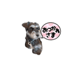 Miniature Schnauzer TENN（3歳）（個別スタンプ：2）