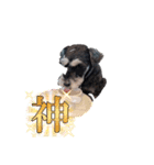 Miniature Schnauzer TENN（3歳）（個別スタンプ：3）