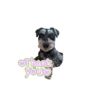 Miniature Schnauzer TENN（3歳）（個別スタンプ：4）