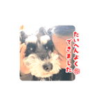 Miniature Schnauzer TENN（3歳）（個別スタンプ：5）