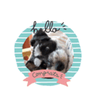 Miniature Schnauzer TENN（3歳）（個別スタンプ：6）
