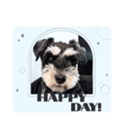 Miniature Schnauzer TENN（3歳）（個別スタンプ：7）