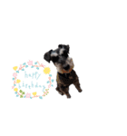 Miniature Schnauzer TENN（3歳）（個別スタンプ：8）
