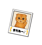 『スコティッシュフォールド』の猫スタンプ（個別スタンプ：13）