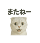 スコティッシュホールド猫の日常トーク（個別スタンプ：1）