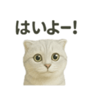 スコティッシュホールド猫の日常トーク（個別スタンプ：2）