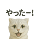 スコティッシュホールド猫の日常トーク（個別スタンプ：3）