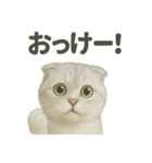 スコティッシュホールド猫の日常トーク（個別スタンプ：5）