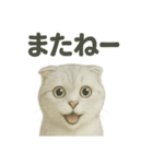スコティッシュホールド猫の日常トーク（個別スタンプ：6）