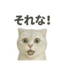 スコティッシュホールド猫の日常トーク（個別スタンプ：7）