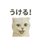 スコティッシュホールド猫の日常トーク（個別スタンプ：9）