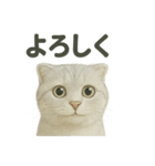 スコティッシュホールド猫の日常トーク（個別スタンプ：11）