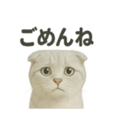スコティッシュホールド猫の日常トーク（個別スタンプ：14）