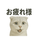 スコティッシュホールド猫の日常トーク（個別スタンプ：15）