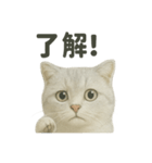 スコティッシュホールド猫の日常トーク（個別スタンプ：16）