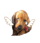 犬ちゃんのスタンプ5（個別スタンプ：1）