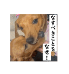 犬ちゃんのスタンプ5（個別スタンプ：2）