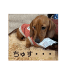 犬ちゃんのスタンプ5（個別スタンプ：3）