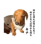 犬ちゃんのスタンプ5（個別スタンプ：6）