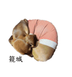 犬ちゃんのスタンプ5（個別スタンプ：8）