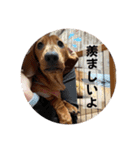 犬ちゃんのスタンプ5（個別スタンプ：10）