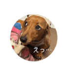 犬ちゃんのスタンプ5（個別スタンプ：11）