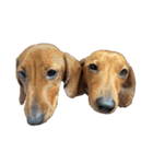 犬ちゃんのスタンプ5（個別スタンプ：15）