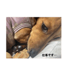 犬ちゃんのスタンプ5（個別スタンプ：16）