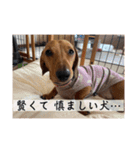 犬ちゃんのスタンプ5（個別スタンプ：17）