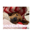 犬ちゃんのスタンプ5（個別スタンプ：18）