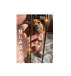 犬ちゃんのスタンプ5（個別スタンプ：20）