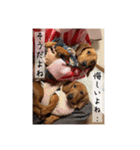 犬ちゃんのスタンプ5（個別スタンプ：21）