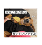 犬ちゃんのスタンプ5（個別スタンプ：22）
