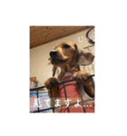 犬ちゃんのスタンプ5（個別スタンプ：23）