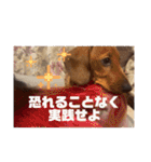 犬ちゃんのスタンプ5（個別スタンプ：24）