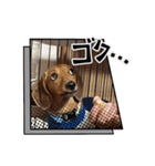 犬ちゃんのスタンプ5（個別スタンプ：25）