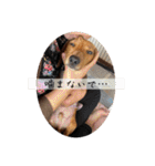犬ちゃんのスタンプ5（個別スタンプ：26）